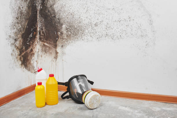 Best Commercial Mold Removal  in Crosbyton, TX