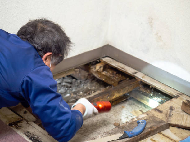 Best Mold Removal Company Near Me  in Crosbyton, TX