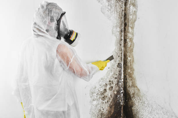 Best Emergency Mold Removal  in Crosbyton, TX