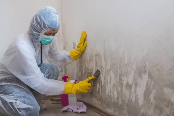 Best Mold Damage Repair  in Crosbyton, TX