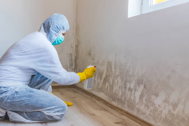 Best Attic Mold Removal  in Crosbyton, TX
