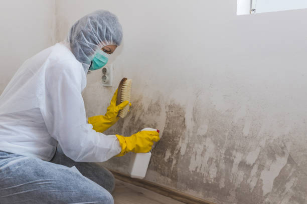 Best Fast Mold Removal  in Crosbyton, TX