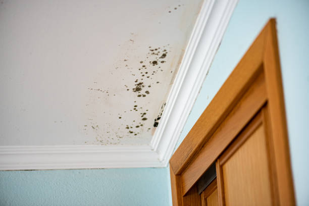 Best Black Mold Removal  in Crosbyton, TX
