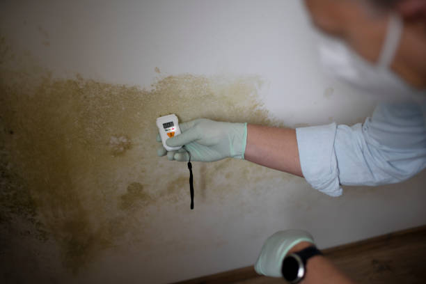 Best Emergency Mold Removal  in Crosbyton, TX