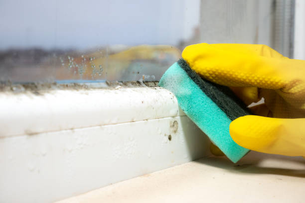 Best Crawl Space Mold Removal  in Crosbyton, TX
