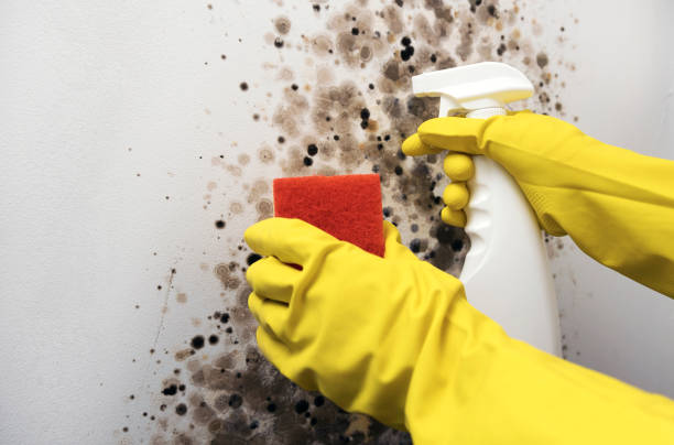 Best Fast Mold Removal  in Crosbyton, TX