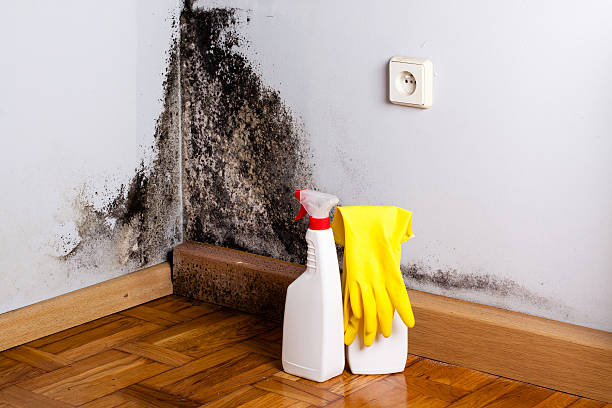 Best Mold Testing  in Crosbyton, TX