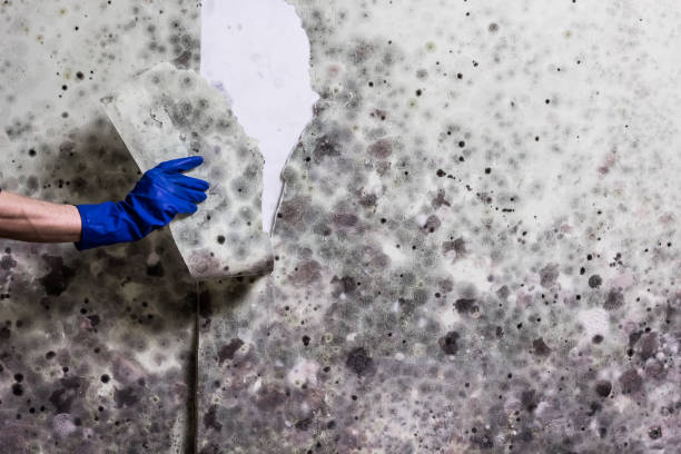 Best Office Mold Removal Services  in Crosbyton, TX